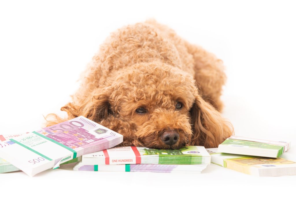 Little dog and money. money different banknotes with poodle dog